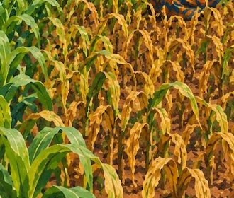 Photo of maize with yellowing leaves
